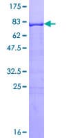 Human RXRG Protein (Recombinant GST)
