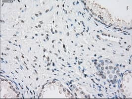 PPP5C Antibody (clone OTI4G8, Carrier-free)