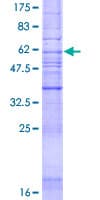 Human AGTR2 / AT2 Receptor Protein (Recombinant GST)