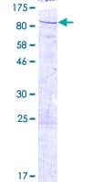 Human SEC23B Protein (Recombinant GST)