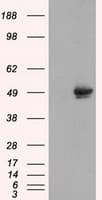 CELF1 / CUGBP1 Antibody (clone OTI5B8)