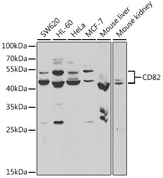CD82 Antibody