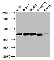 Polyclonal Rabbit anti-Human DLK1 / Pref-1 Antibody (WB)