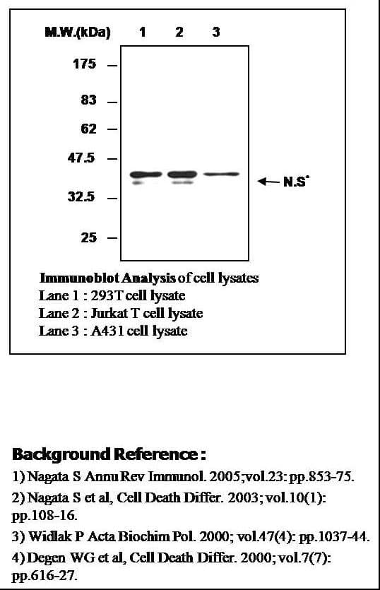 IHC-plus™ Polyclonal Rabbit anti-Human DFFB Antibody (IHC, WB)