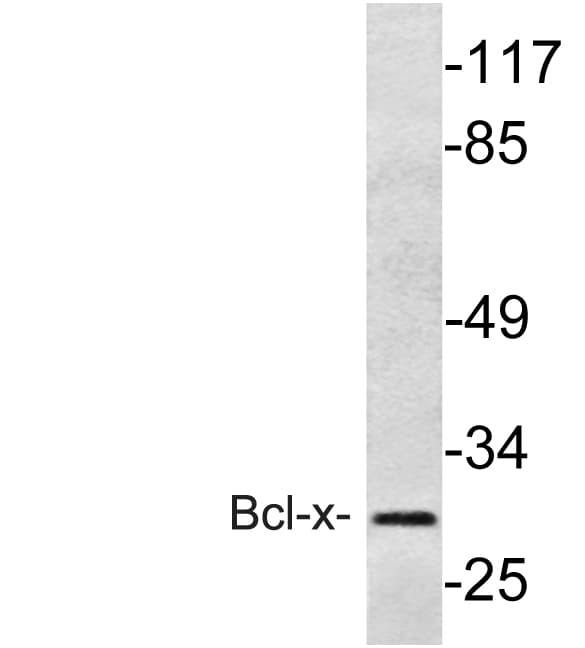 BCL2L1 / BCL-XL Antibody (Ser43)