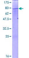 Human EEF1A2 Protein (Recombinant GST)