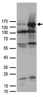 AOX1 / Aldehyde Oxidase Antibody