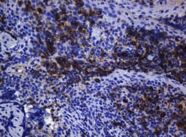 CD1C Antibody (clone OTI2F4)