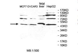POLDIP2 / PDIP38 Antibody (aa171-353)