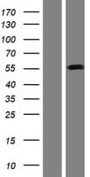 Human SLC38A1 / NaT2 Protein (Over-Expression Lysate Myc-DDK (Flag))
