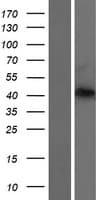 Human PRRT4 Protein (Over-Expression Lysate Myc-DDK (Flag))