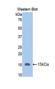 OLFM4 / Olfactomedin 4 Antibody (aa405-511)