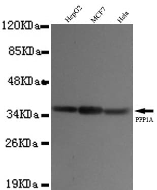 PPP1CA / PP1-Alpha Antibody