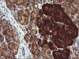 POGK Antibody (clone OTI4C8)