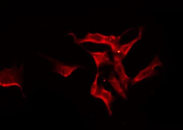 SLC24A3 / NCKX3 Antibody