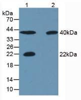 CA4 / Carbonic Anhydrase IV Antibody (PE)