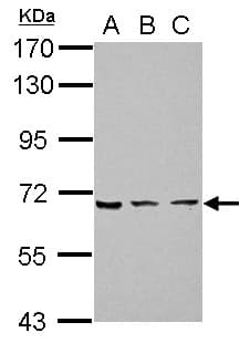 Polyclonal Rabbit anti-Human ZNF416 Antibody (WB)