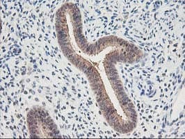 PSMB4 Antibody (clone OTI2C9)