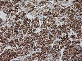 GATM / AGAT Antibody (clone 1C9, Carrier-free)
