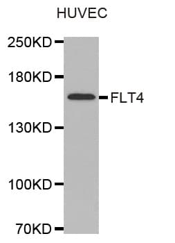 FLT4 / VEGFR3 Antibody