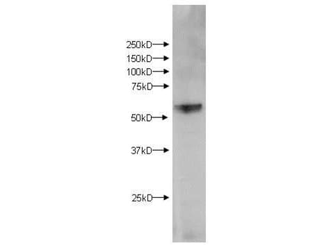 Polyclonal Rabbit anti-Mouse KMO Antibody (aa300-400, WB)