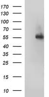 FGG / Fibrinogen Gamma Antibody (clone OTI3A7)
