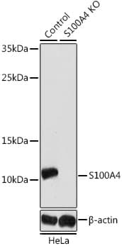 S100A4 / FSP1 Antibody