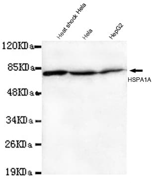 HSP70 / Heat Shock Protein 70 Antibody (N-Terminus)