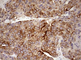 MRPS11 Antibody (clone OTI3A4, Carrier-free)