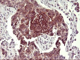 CD44 Antibody (clone OTI2E3)