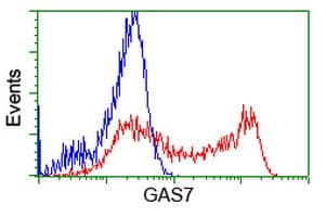 GAS7 Antibody (clone OTI2F6)