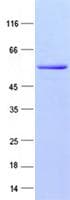 Human TRIM72 / MG53 Protein (Recombinant)