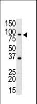 TLR4 Antibody (aa25-55)