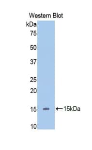 SLIT2 Antibody (aa1416-1528, Biotin)