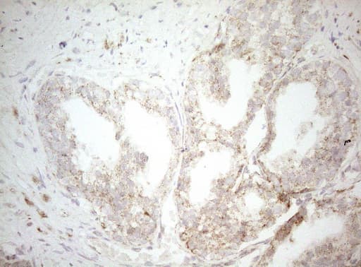 DECR1 Antibody (clone OTI8F11)