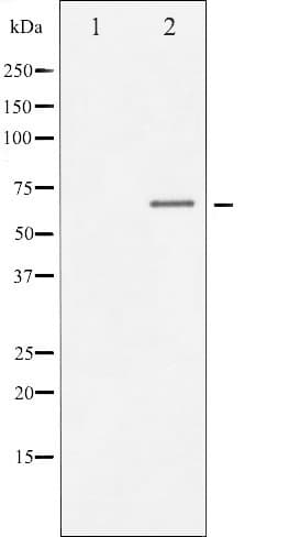 DPYSL2 / CRMP2 Antibody (phospho-Thr514)