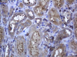 RAB21 Antibody (clone OTI5B12)