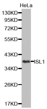 ISLET-1 / ISL1 Antibody