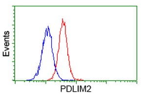PDLIM2 / SLIM Antibody (clone OTI9A11)