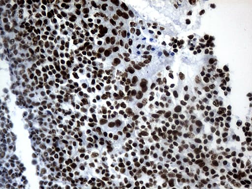 POLR2A / RNA polymerase II Antibody (aa1351-1614, clone OTI3C8, Carrier-free)