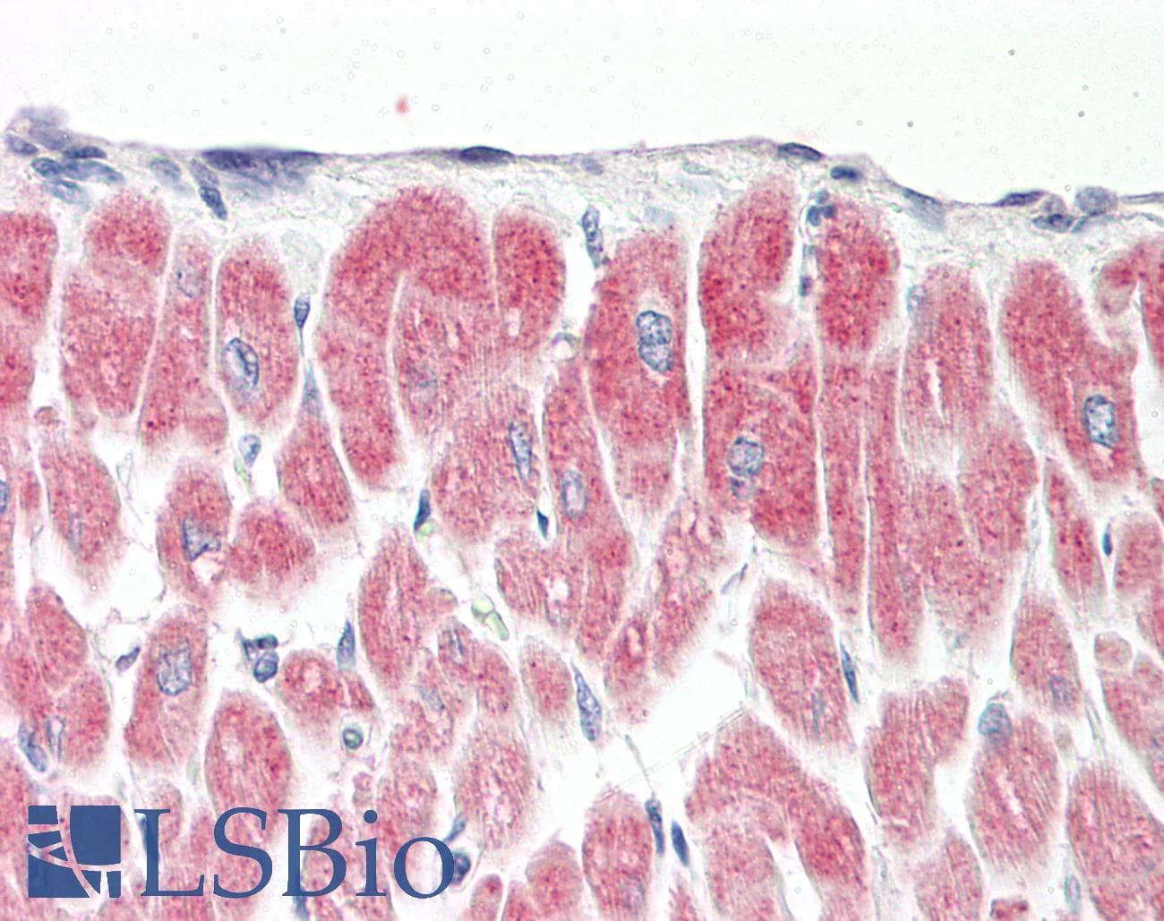 IHC-plus™ YPEL1 Antibody