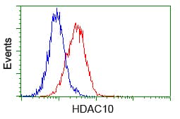 HDAC10 Antibody (clone OTI7C3)