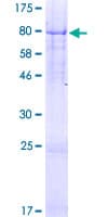 Human FLJ12529 / CPSF7 Protein (Recombinant GST)