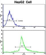 PathPlus™ BAX Antibody (aa41-76)