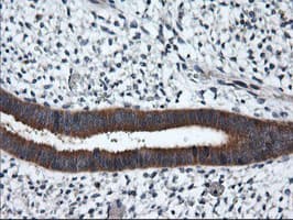RGS16 Antibody (clone OTI1F3)