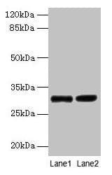 IHC-plus™ UQCRQ Antibody