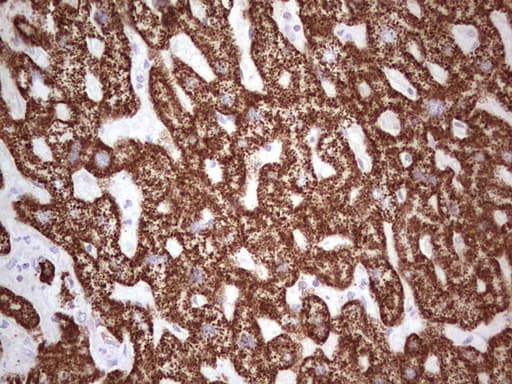 Monoclonal Mouse anti-Human ABAT Antibody (clone OTI1F10, aa29-323, IHC, WB)