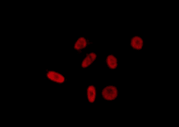 SRSF11 / SFRS11 Antibody