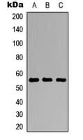 CRTR1 / TFCP2L1 Antibody (N-Terminus)