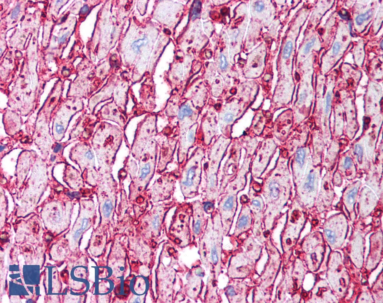 IHC-plus™ CD36 Antibody (aa300-400)